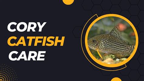 Cory Catfish 101: Care, Types, Food, Tank Info, &  .